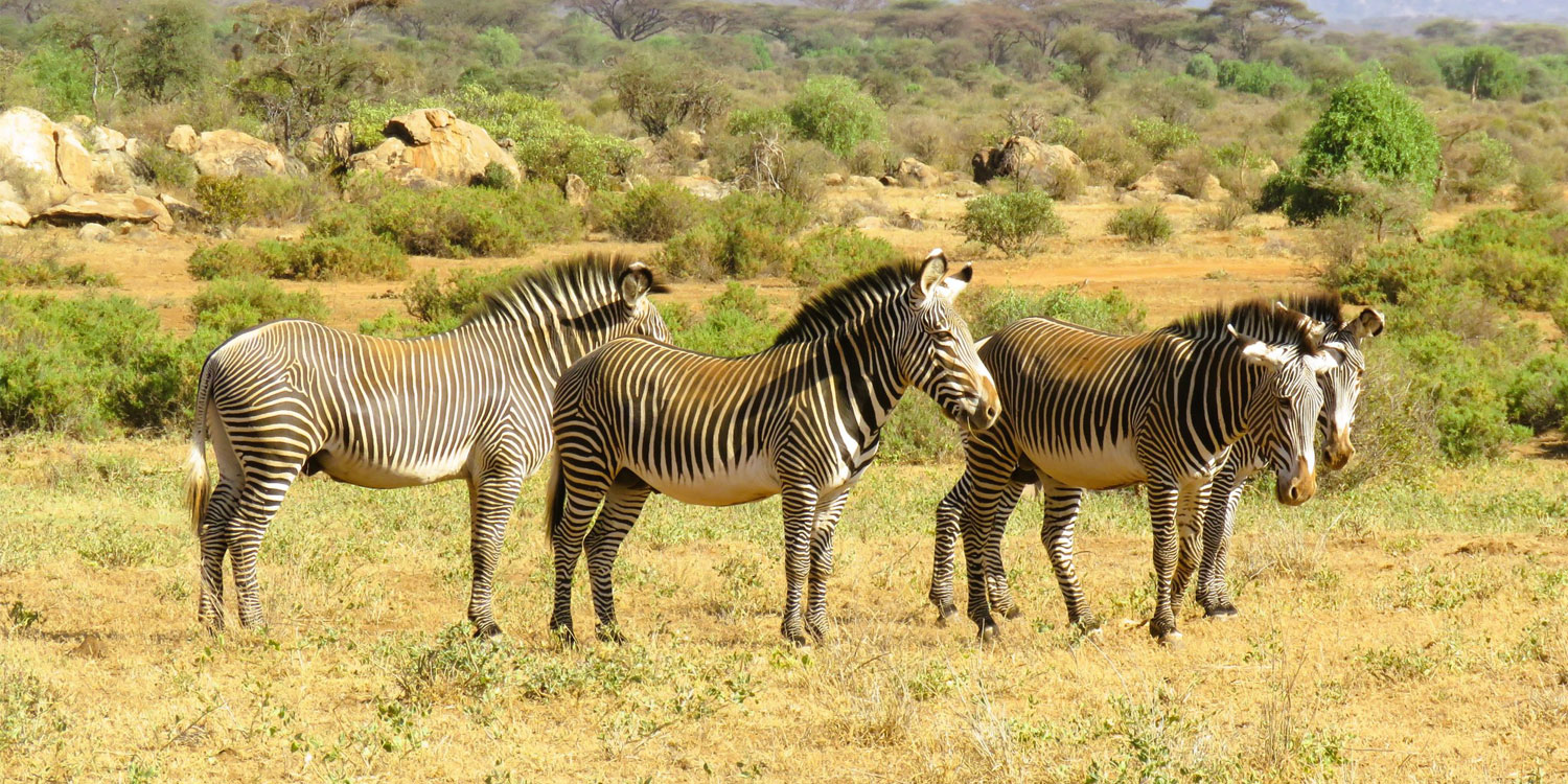 Samburu Zebras